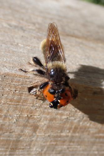Réf. 279 154 : Laphria flava